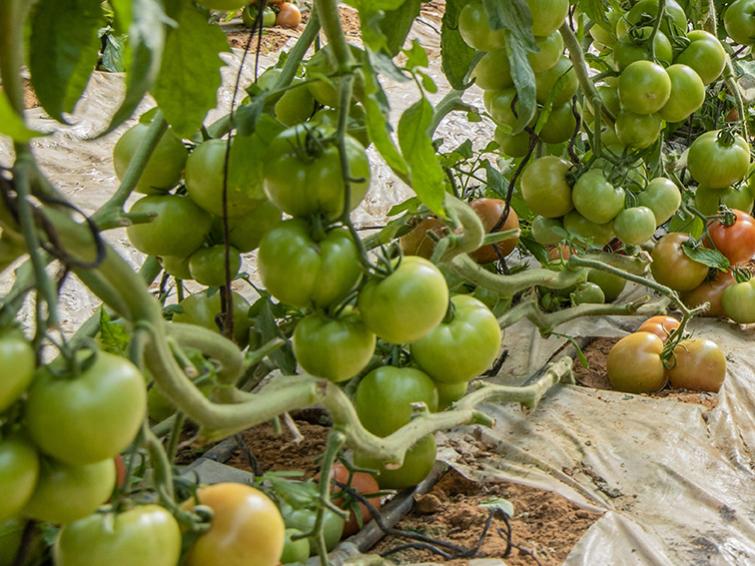 Tomates Argentina