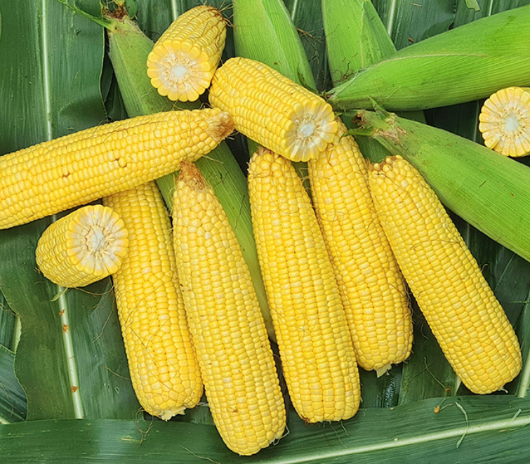 corn2