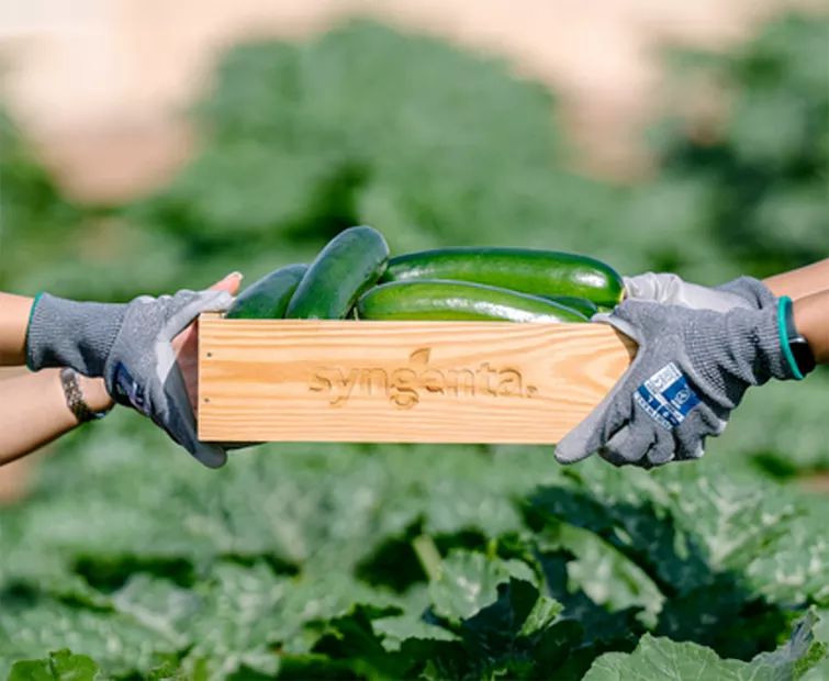 Courgettes