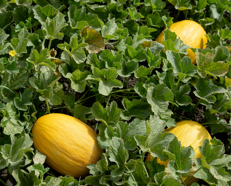 Melon