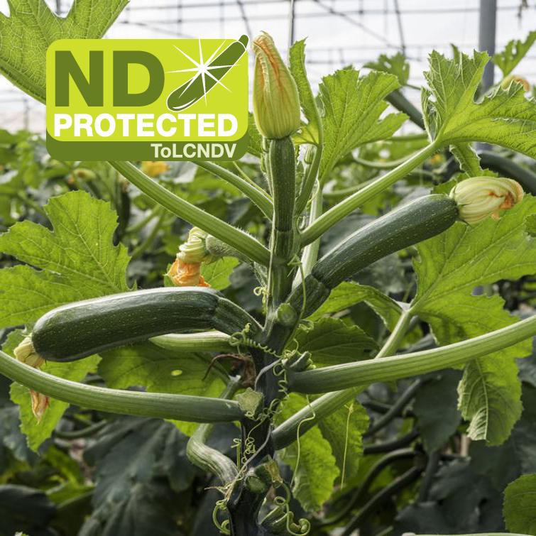 Delfos ND Syngenta