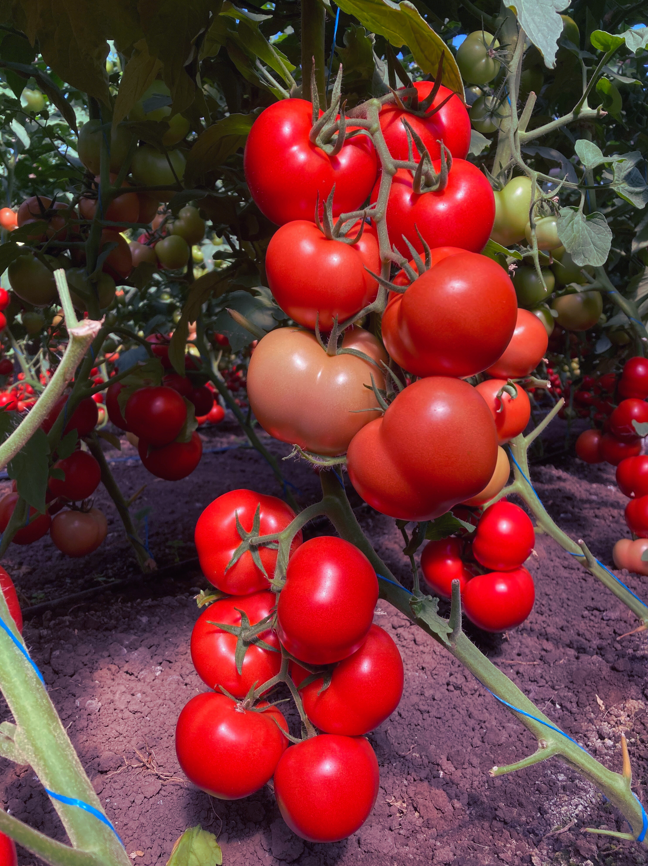 Paronema_Ciclul 2_Tomate