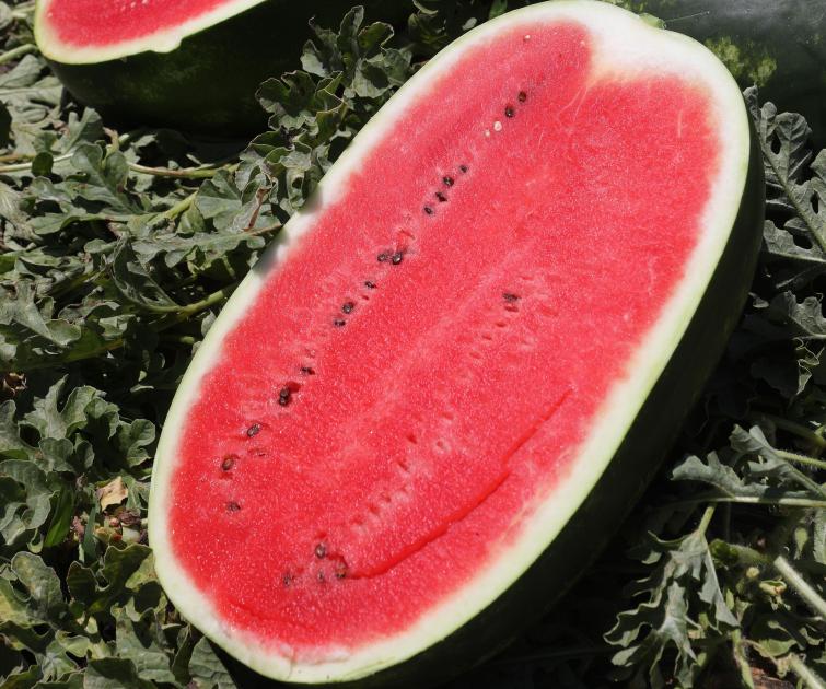 Watermelon BARELLO 