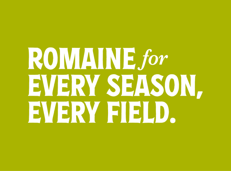Romain for every season, every field.