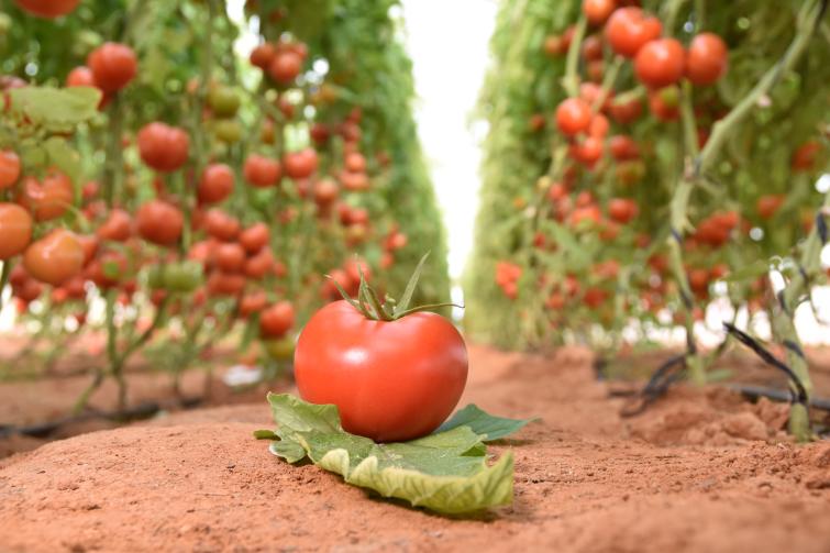 Tomates rondes