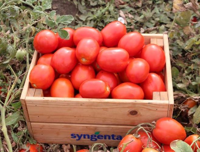 Tomates industrielles