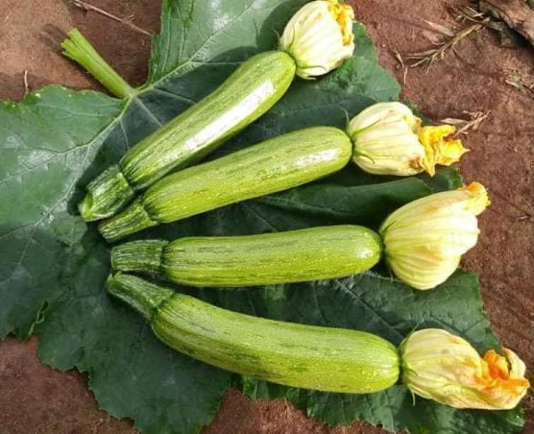 courgettes-mini