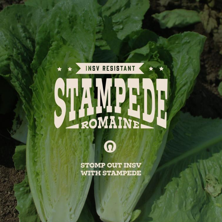 Stampede