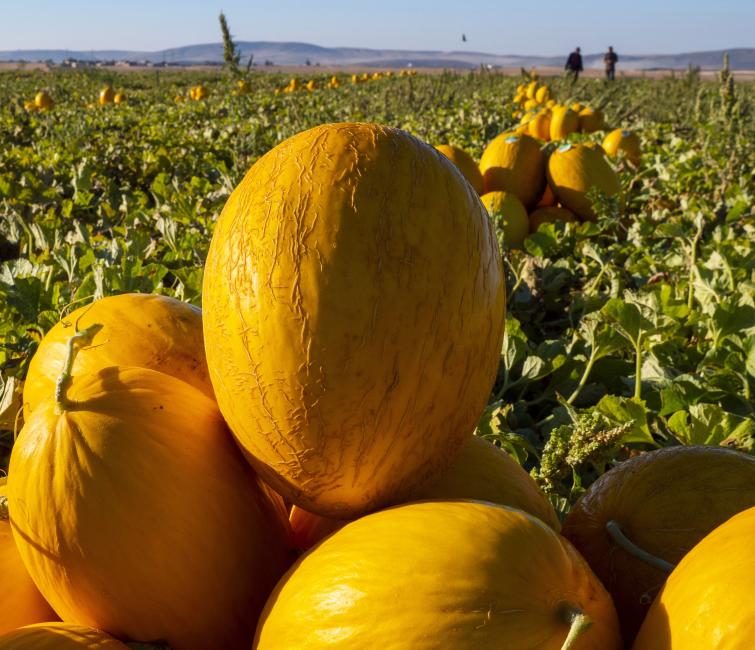 Melon