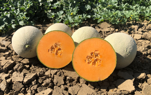 Positioning The Expert in High-Value Melons