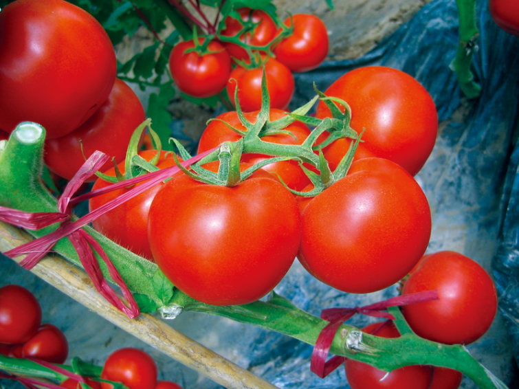 Tomatos