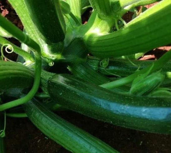 courgette