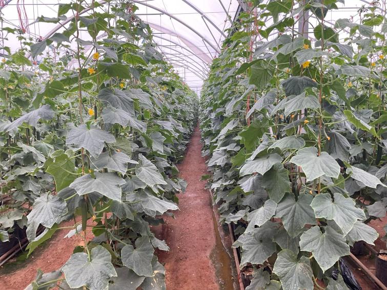 cucumber