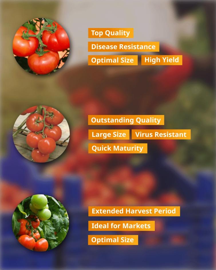 Our Diverse Range of Tomato Varieties