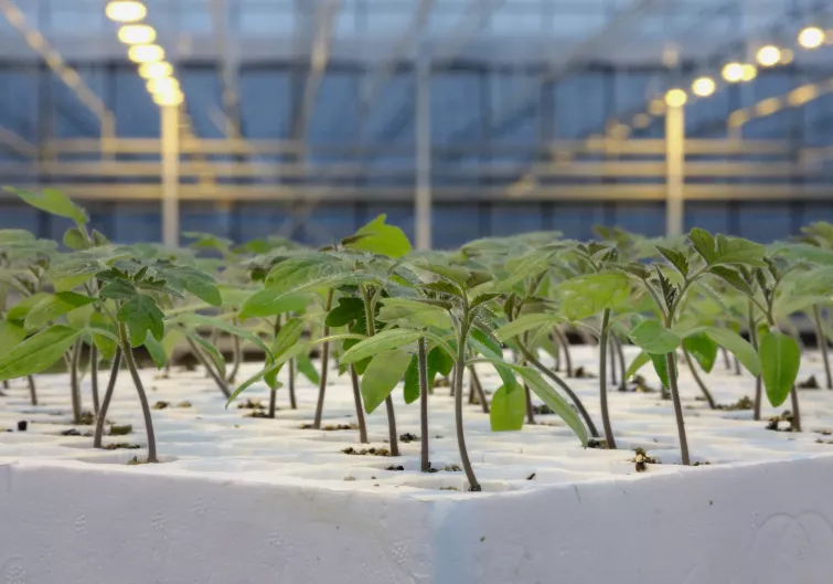 Rootstocks Offered