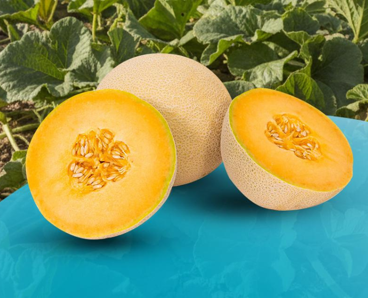 Melon