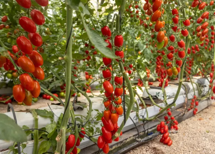 Tomatos 