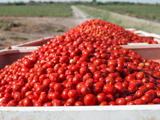 Tomato