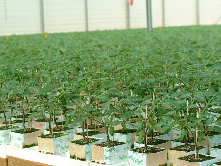 Rootstock