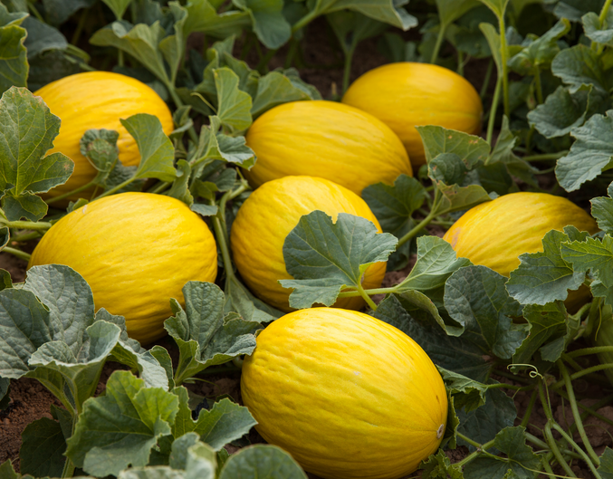 Melon