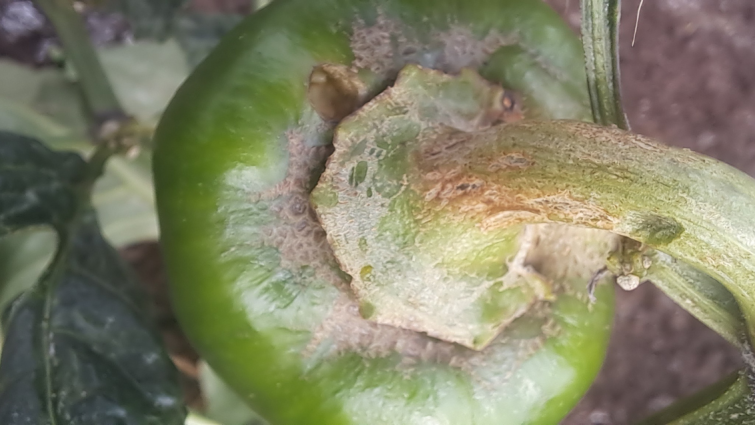 thrips parvispinus in pepper