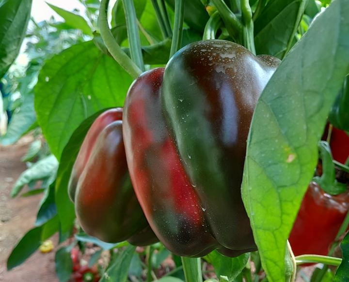 pepper