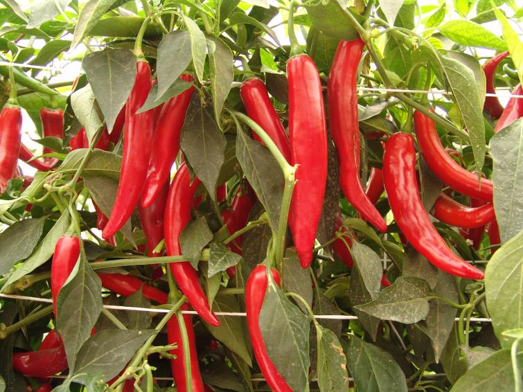 pepper