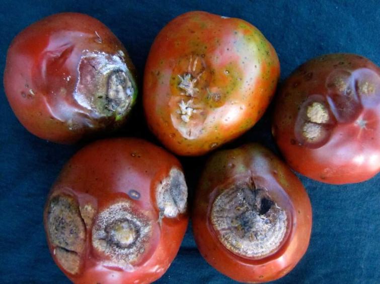 tomato