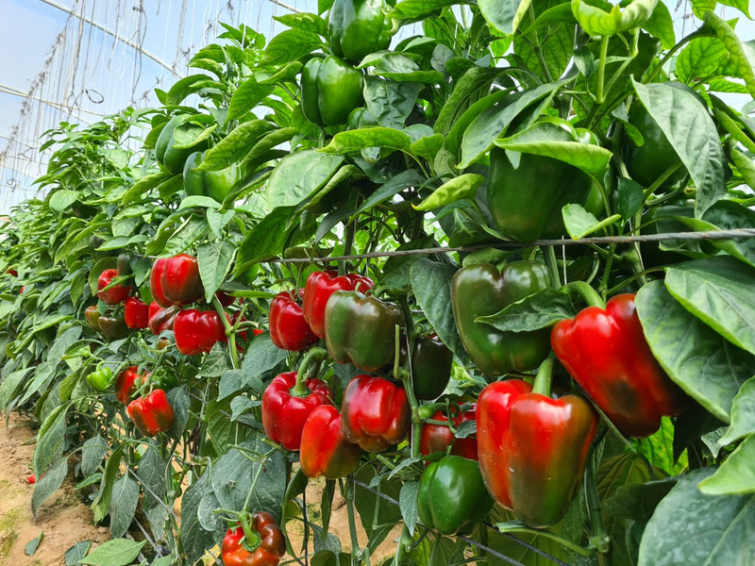 pepper