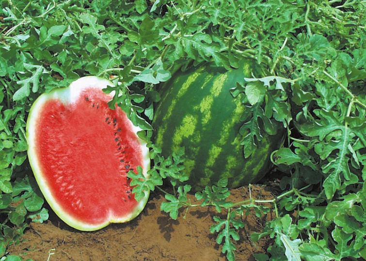 watermelon