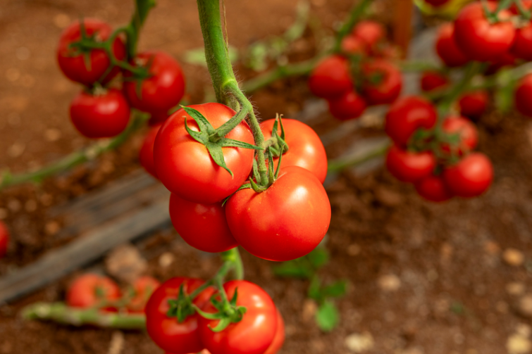 tomate