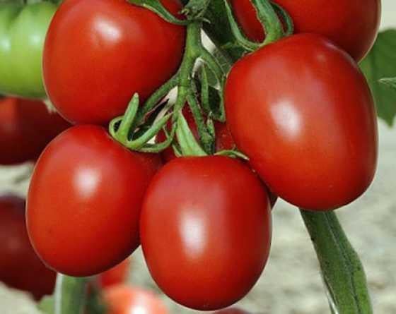tomato