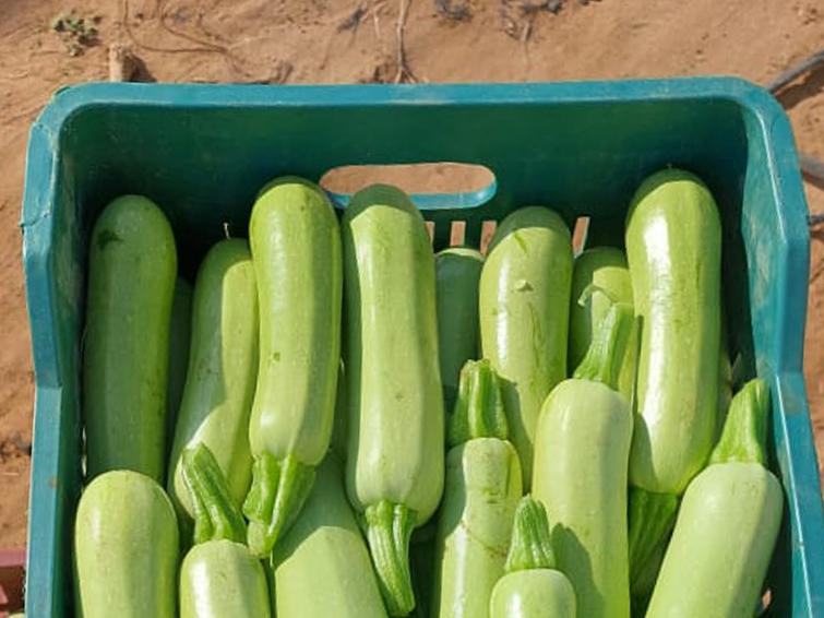 squash