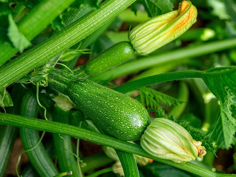 squash