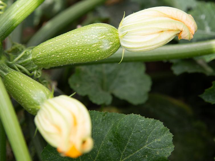 squash