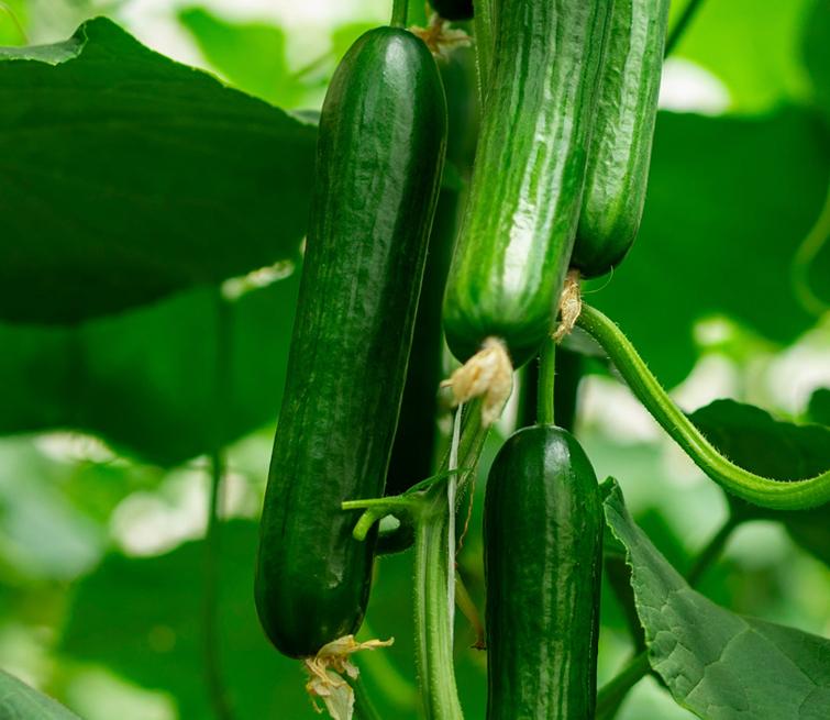 cucumber