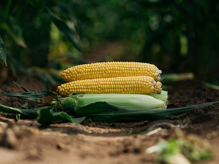corn