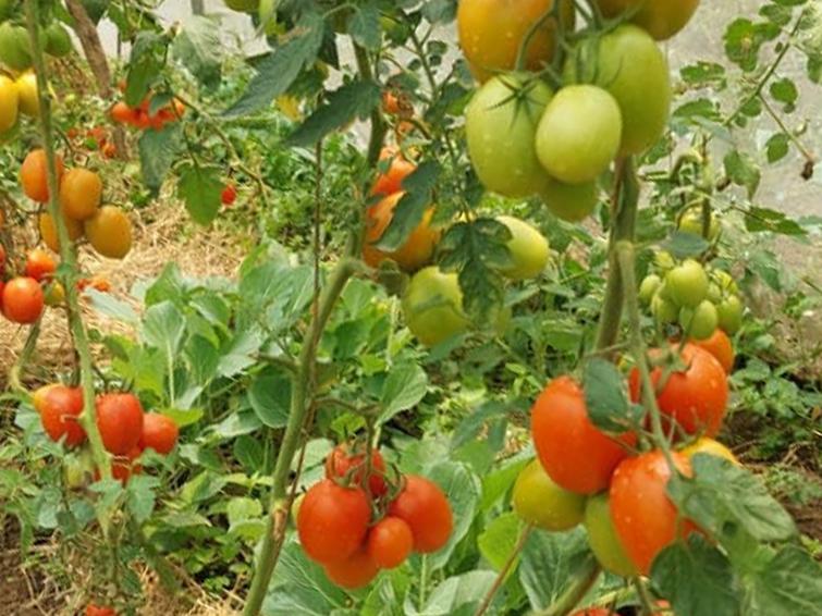 tomato