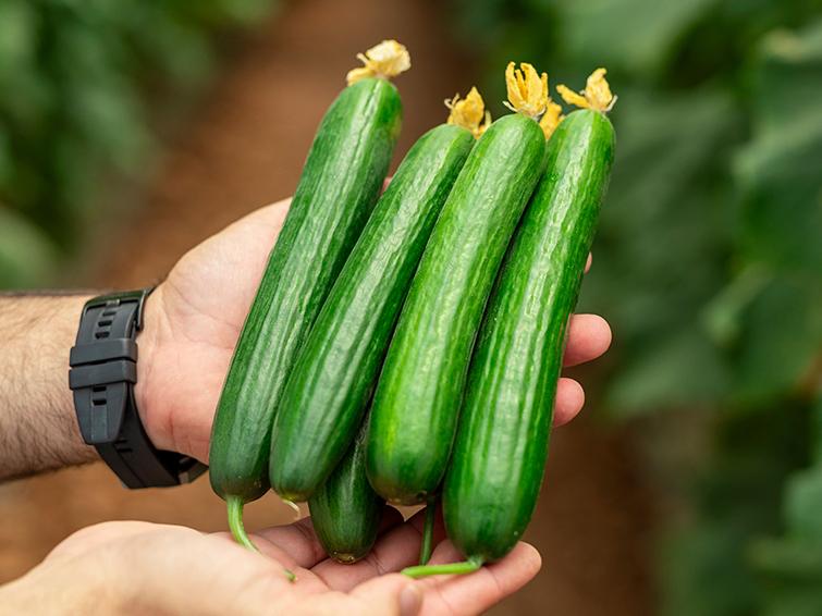 cucumber
