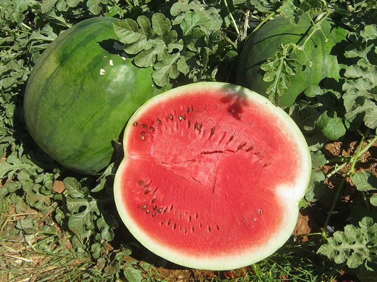 watermelon