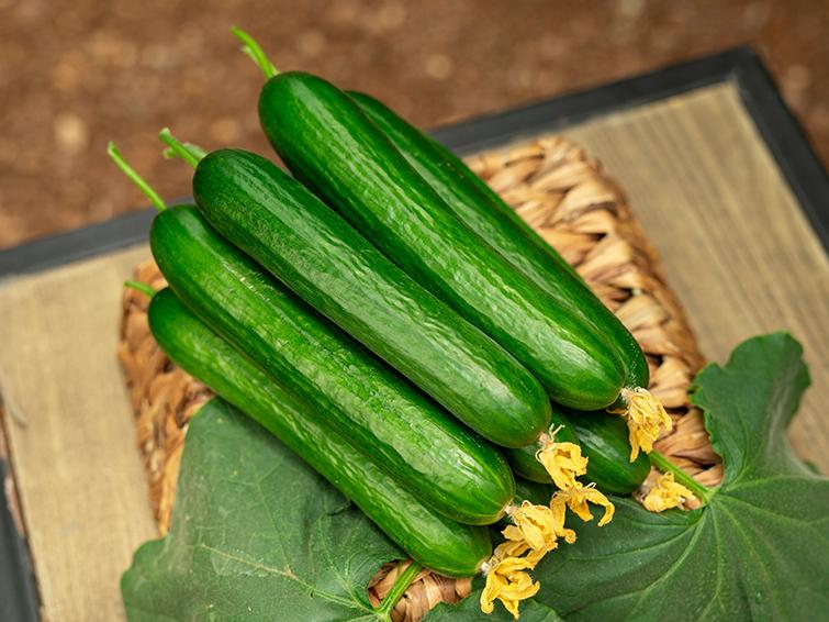 cucumber