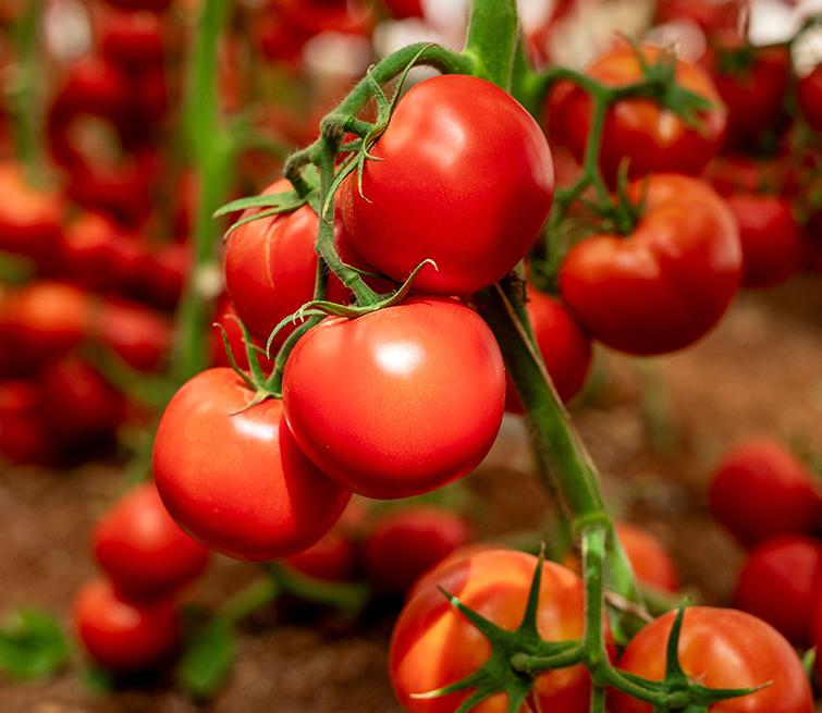 tomato