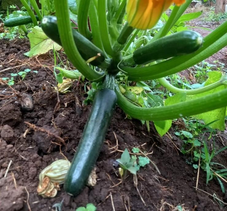 squash