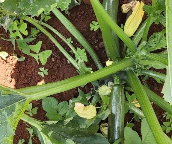 squash