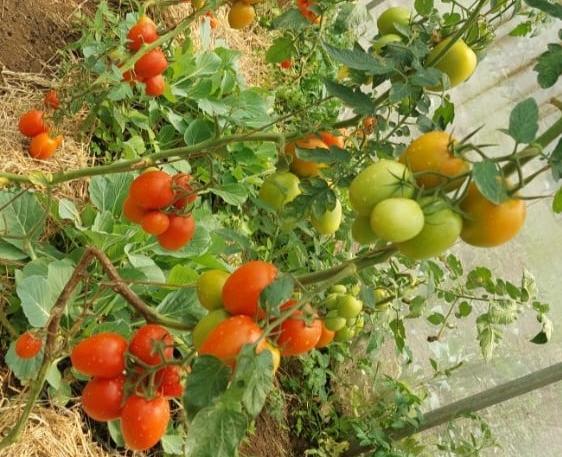 tomato