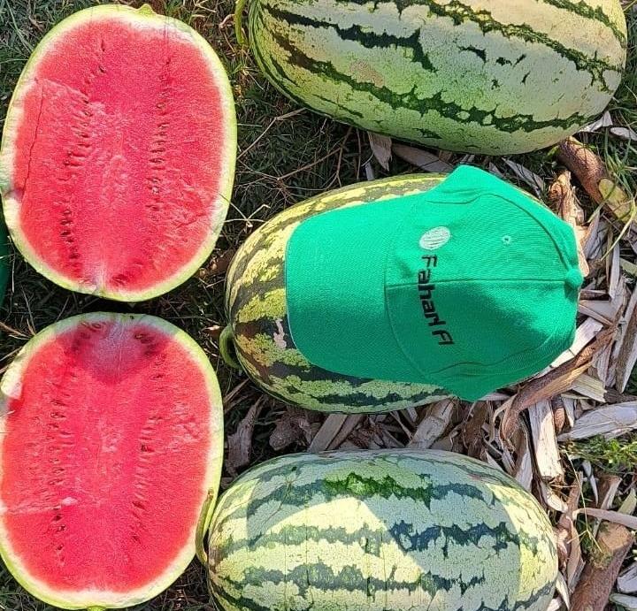watermelon