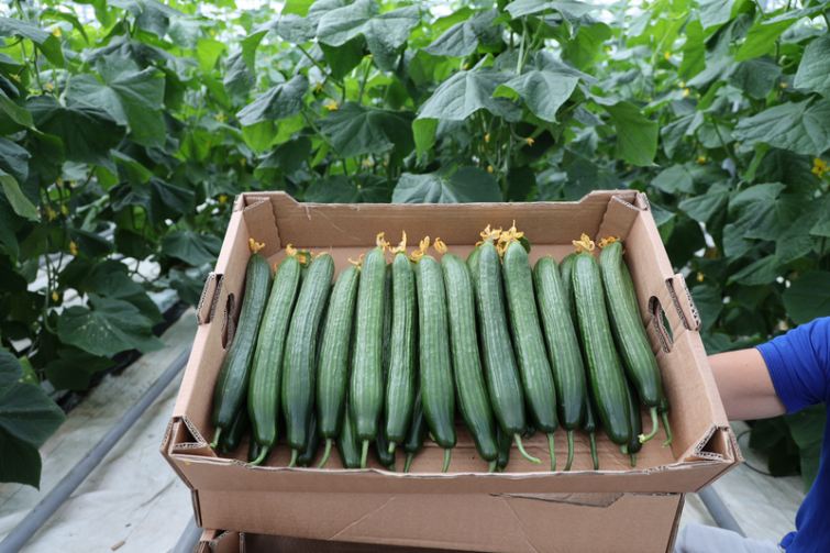 cucumber