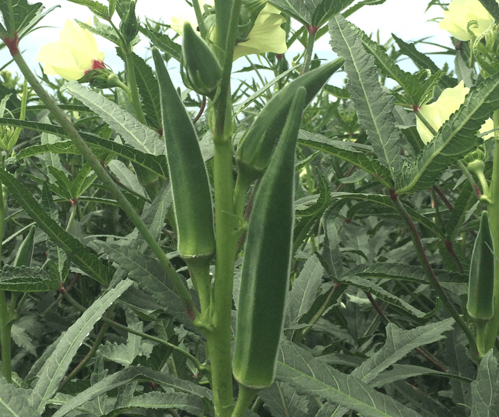 okra