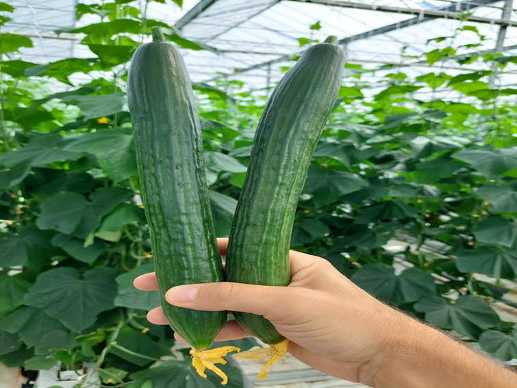 cucumber