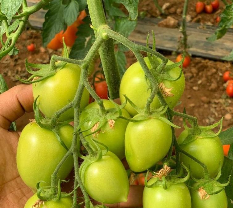 tomato